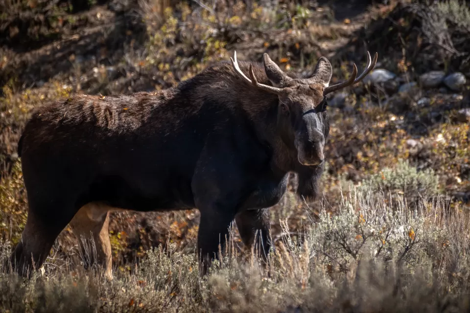 Young bull moose stands in grassy field in Bridger-Teton National Forest